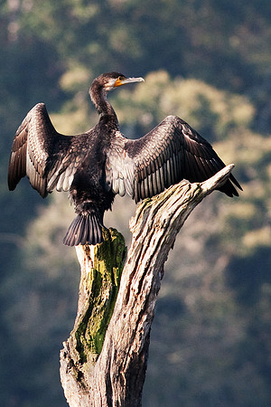 Published in the Audubon Weekly