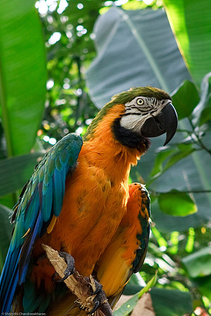 Blue and Gold Macaw