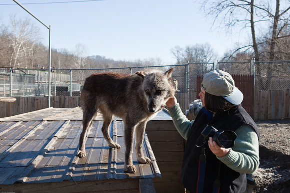 Cheryl with the wolves