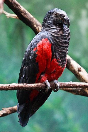 Pesquet's Parrot