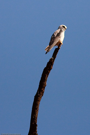 Black-winged Kite scouting for prey