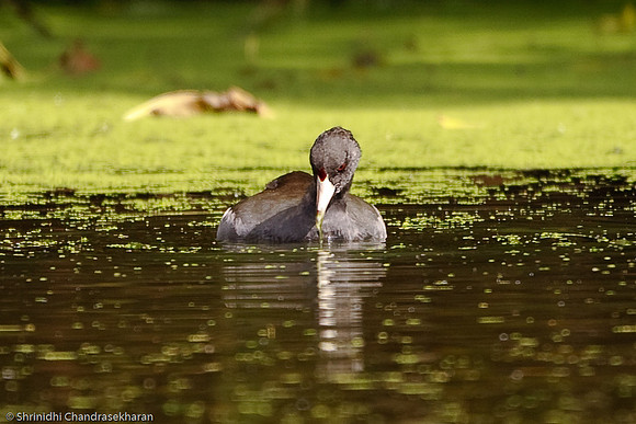 American Coot