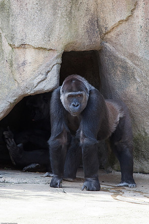 Gorilla