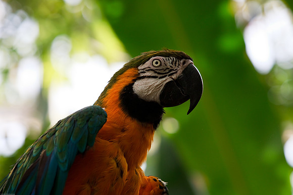 Blue and Gold Macaw