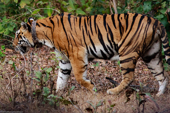 Royal Bengal Tiger