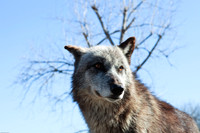 2010-03 Wolf Creek Habitat, Brookville, Indiana, USA