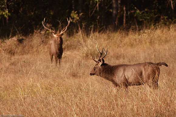 Barasingha (Hard ground swamp deer) - Endangered Species