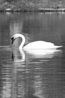Mute Swan