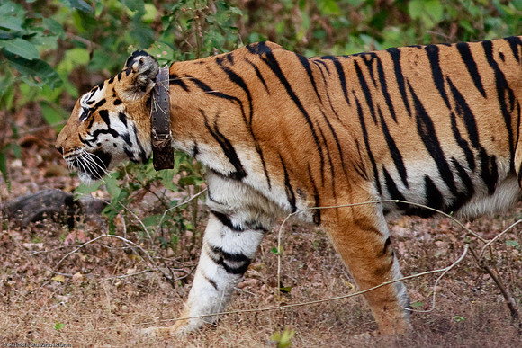 Royal Bengal Tiger