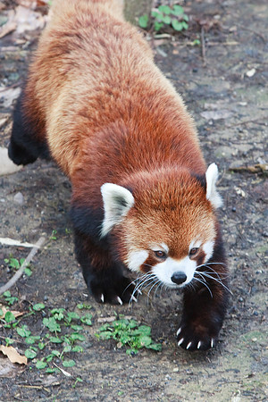 Red Panda