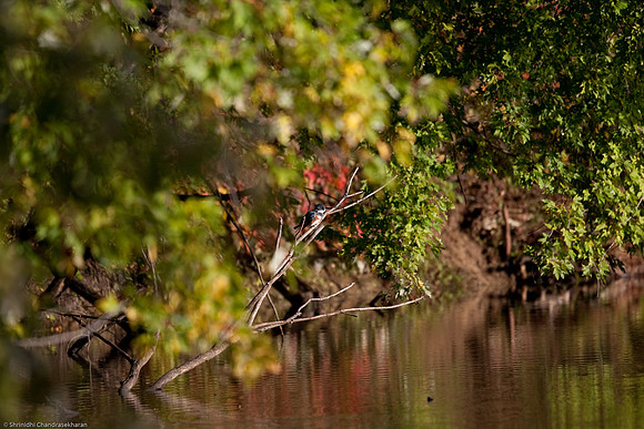 Belted Kingfisher