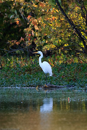 Great Egret