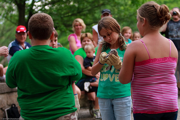 Eastern Screech Owl