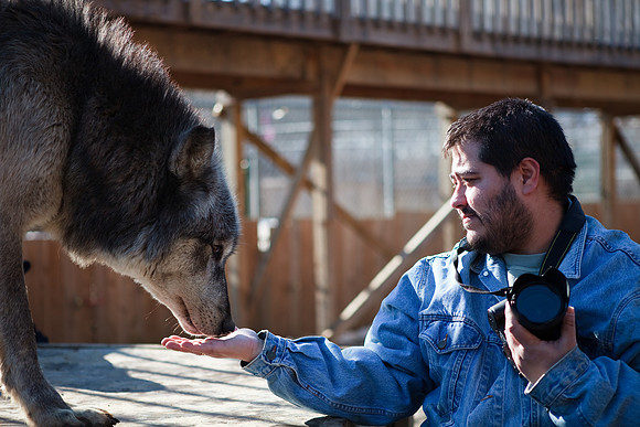 David with the wolves