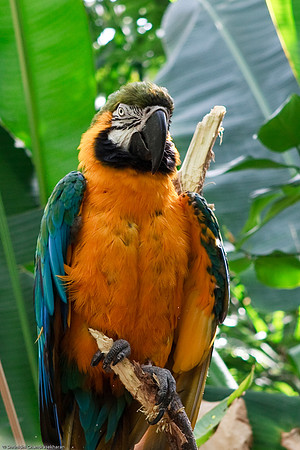 Blue and Gold Macaw