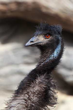 Emu