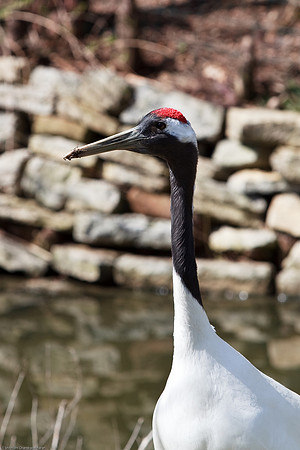 Whooping Crane