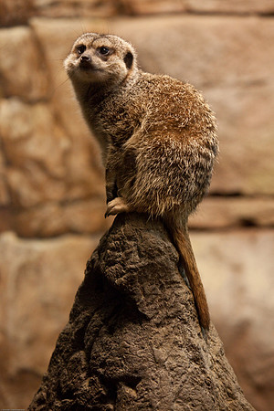 Meerkat