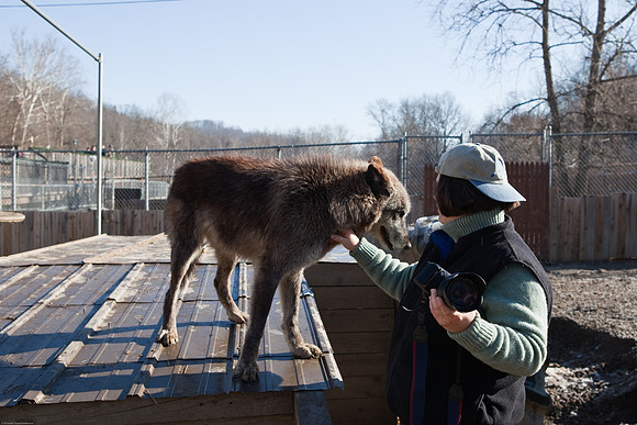 Cheryl with the wolves