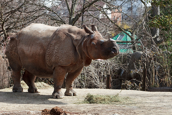 Indian Rhinoceros