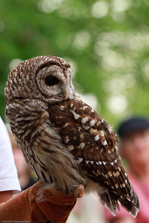 Barred Owl