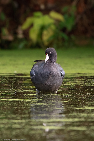 American Coot