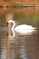 Mute Swan