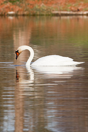 Mute Swan