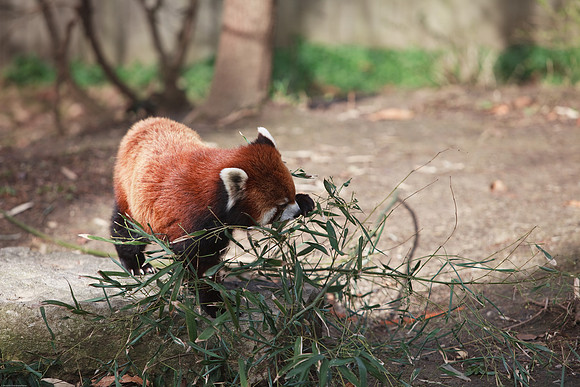 Red Panda