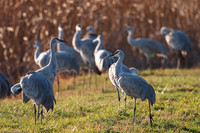 2009-11 Sandhill Cranes Winter Migration, Jasper Pulaski National Wildlife Refuge, Indiana