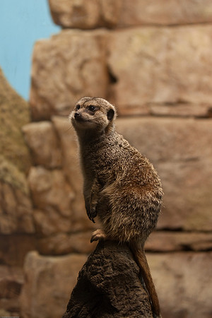 Meerkat