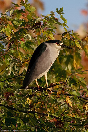 Black Crowned Night Heron