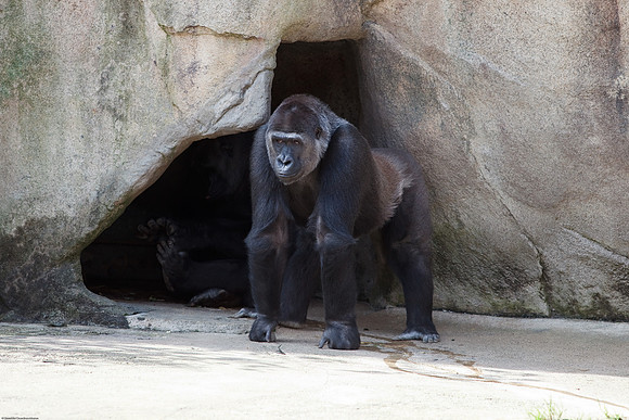Gorilla