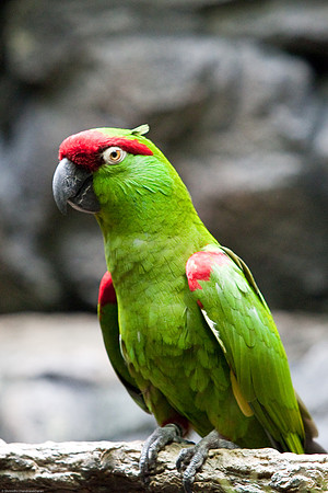 Parakeet