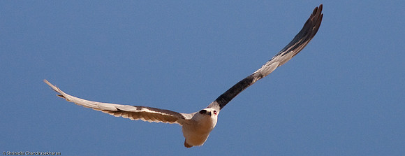 Prey spotted... take off