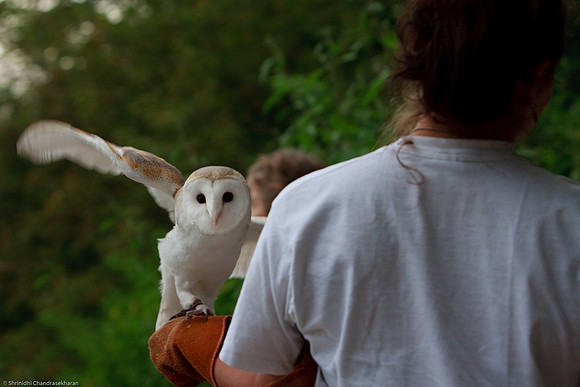 Common Barn Owl