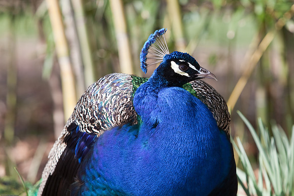 Peafowl (Peacock)