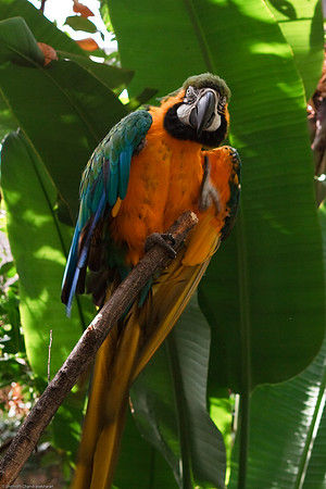 Blue and Gold Macaw