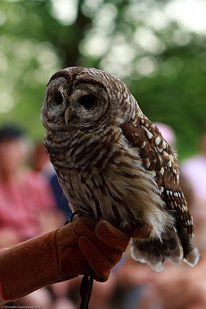 Barred Owl