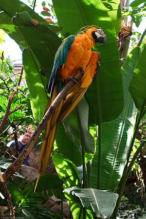 Blue and Gold Macaw