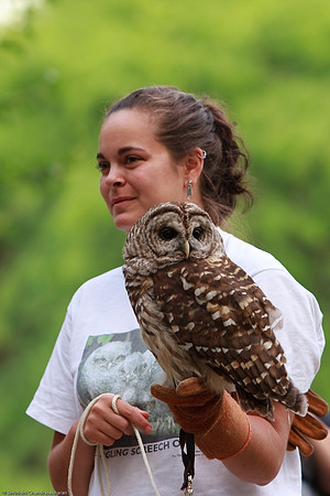 Barred Owl