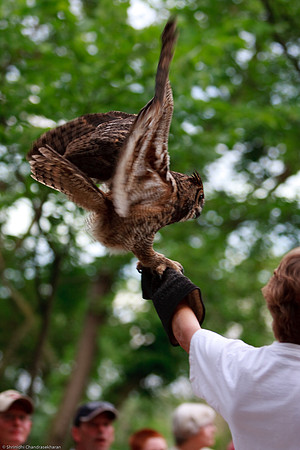 Great Horned Owl