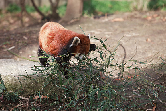 Red Panda