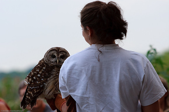 Barred Owl