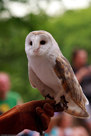 Common Barn Owl