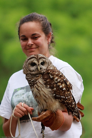 Barred Owl