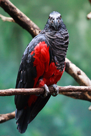Pesquet's Parrot