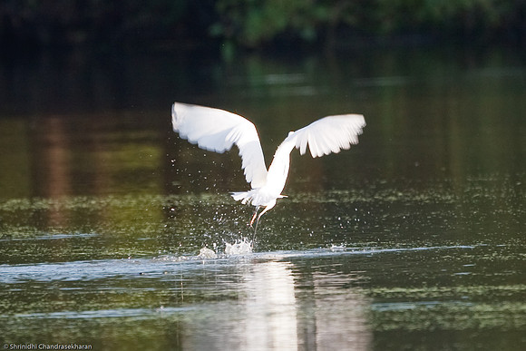 Great Egret