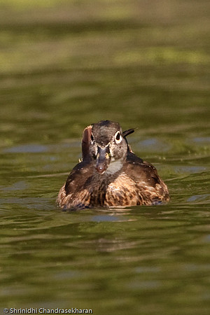 Wood Duck [Female]