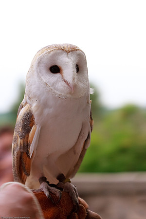 Common Barn Owl